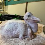 1200x1200bb.jpg 1200x1200bb.jpg