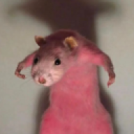 Rat